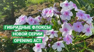 Новые гибридные флоксы серии Opening Act