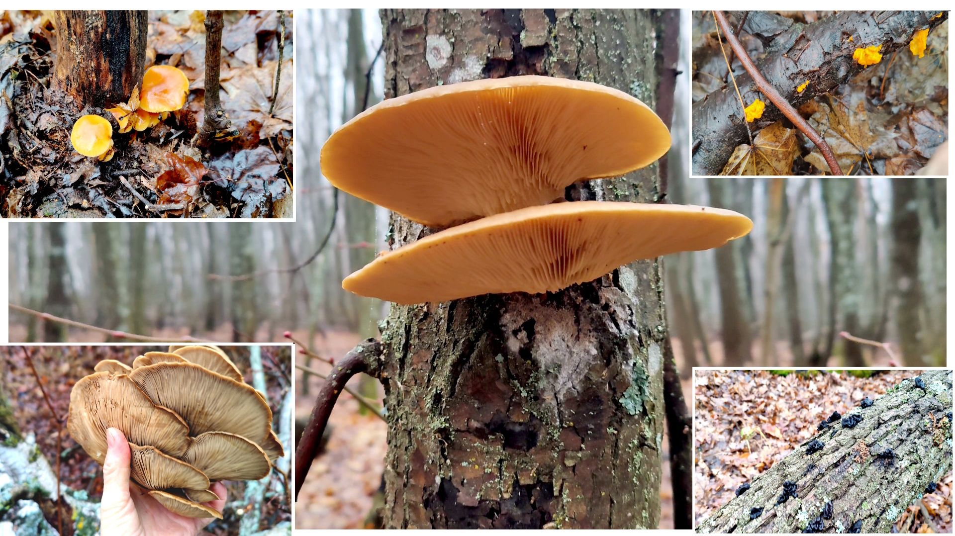 Что же можно найти в самом-самом начале зимы в лесу?! смотреть онлайн