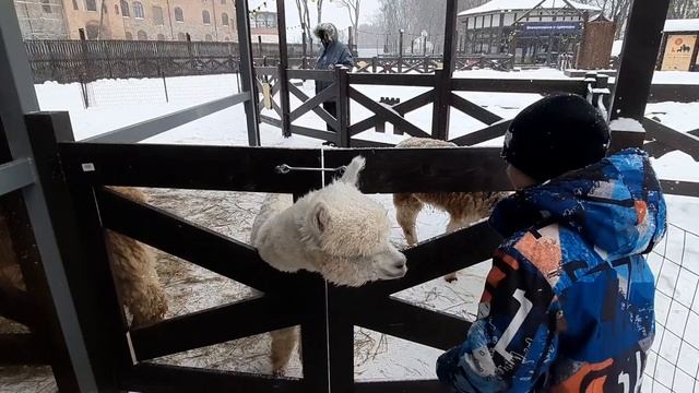 Парк альпак в Калининграде