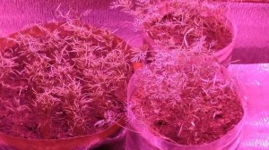 ВСЕ ПОЛУЧАЕТСЯ УКРОП РОСТЕТ.