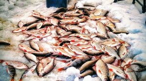 НЕВОЗМОЖНО ПОВЕРИТЬ😱!!! ЗДЕСЬ РЫБЫ БОЛЬШЕ ЧЕМ ВОДЫ! Первая зимняя рыбалка в этом году.