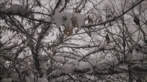 День продолжает год.