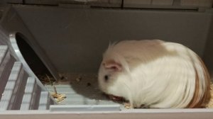 Смотреть Морская свинка на RUTUBE: подборки видео - онлайн бесплатно