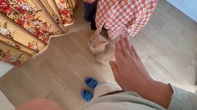 Как я играю с Кремом? котом