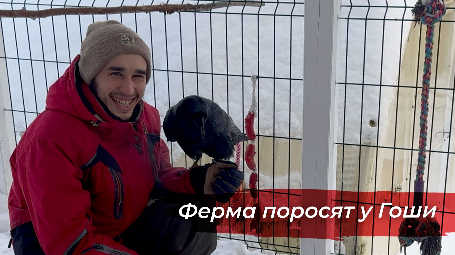 Развел ферму поросят для ворона! Новые игры смотреть онлайн