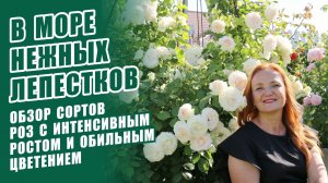 РОЗЫ С ОБИЛЬНЫМ ЦВЕТЕНИЕМ И ИНТЕНСИВНЫМ РОСТОМ. ЛУЧШИЕ СОРТА. ОБЗОР СОРТОВ РОЗ. ОБИЛЬНОЦВЕТУЩИЕ РОЗЫ