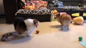 Скандальные собаки 🫣