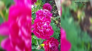 Пионы пышные и красивые цветы! Вспомним лето. #цветы