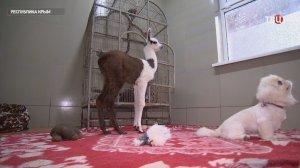 За одинокой ламой Карамелькой в крымском зоопарке приглядывают капуцин и собака