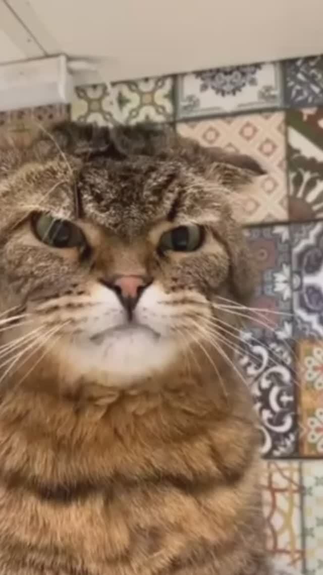 Видео без названия #юмор #котики смотреть онлайн