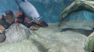 музей мирового океана обитатели амозонии