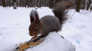 Пустые кормушки и голодные белки. Зарисовка