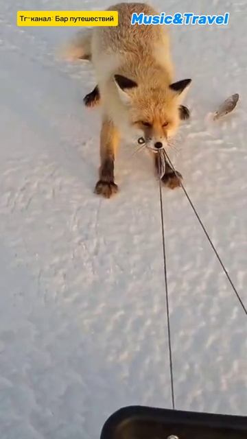 Наглая рыжая воровка 🦊 смотреть онлайн