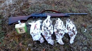 Охота на куропатку в северной тундре.