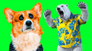 ХОДИЛКИ БРОДИЛКИ НАПАЛ НА НАС!! ОН УНИЧТОЖИТ ПЛАНЕТУ!! Корги Кекс Говорящая собака