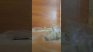 стани бурундук