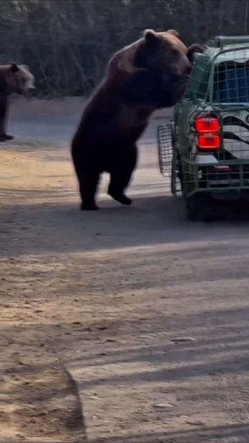 до города довезешь #юмор #приколы #прикол #топ смотреть онлайн