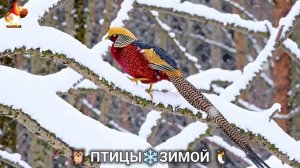 Птицы зимой в лесу 🐦_⬛🦉🦅 видео для отдыха душой 🌲(21)