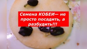 Кобея. От замачивания до всходов.