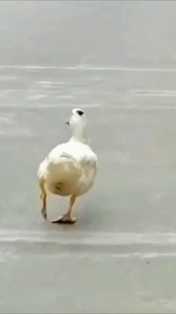 мне так повезло #юмор #приколы #прикол #топ смотреть онлайн