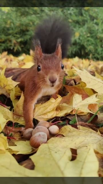 БЕЛОЧКА смотреть онлайн