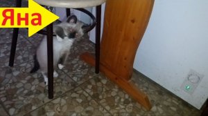 Забавный маленький котёнок