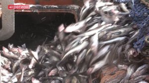 ОХОТОМОРСКАЯ ПУТИНА СТАРТОВАЛА НА ДАЛЬНЕМ ВОСТОКЕ • НОВОСТИ КАМЧАТКИ