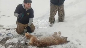 Рысь напала на девочку