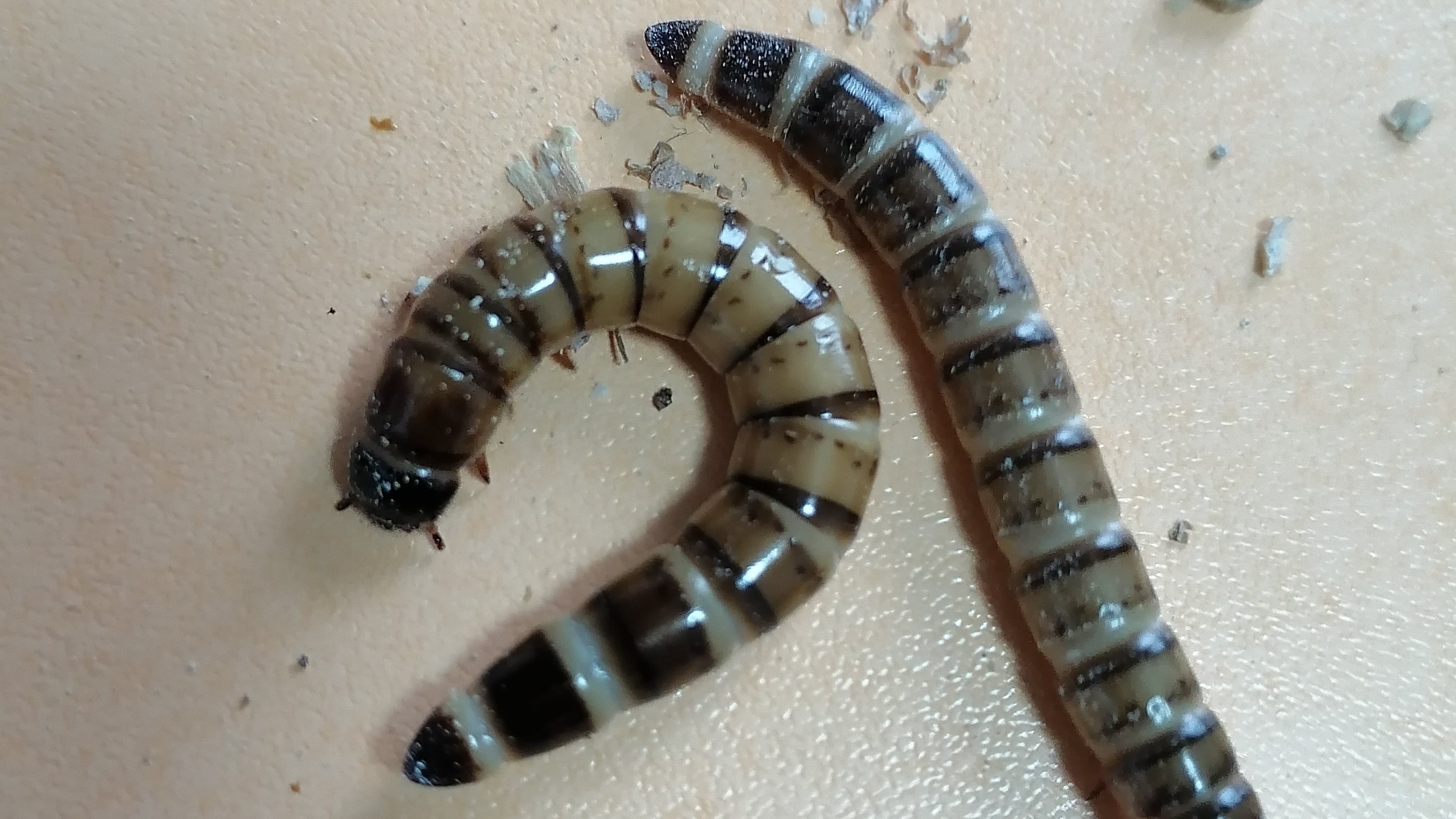 Новое развлечение. Мучник и зофобас. Часть 1.