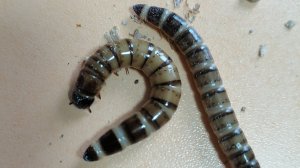 Новое развлечение. Мучник и зофобас. Часть 1.