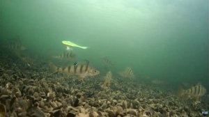 Судак на ВИБЫ! Зимняя рыбалка 2026! Подводная съемка