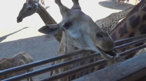 Кормим жирафов Лайк Настя