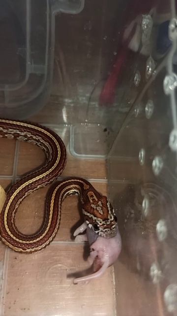 Кормление малыша маисового полоза №7. 12 января 2026 г. смотреть онлайн