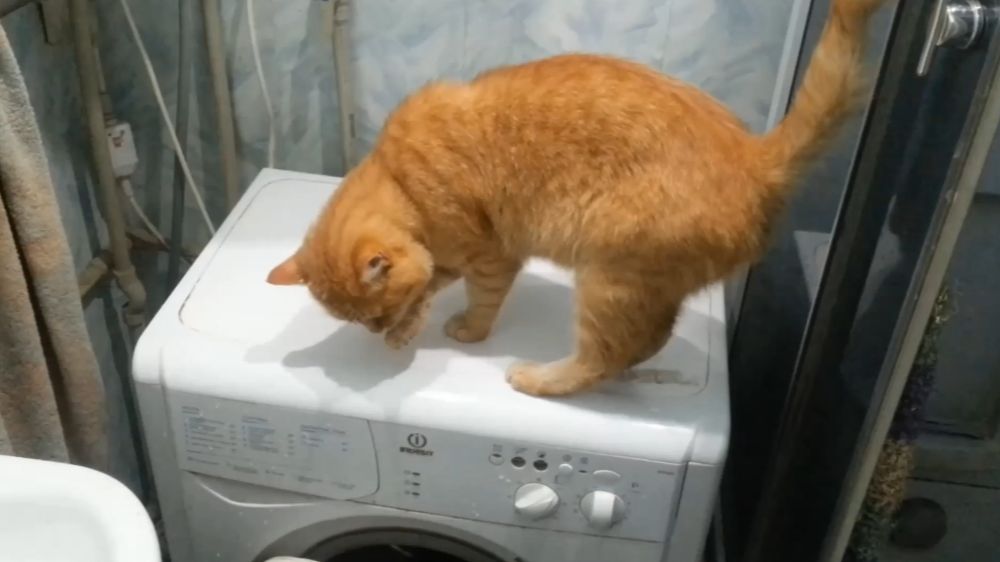 Кошачьи будни смотреть онлайн