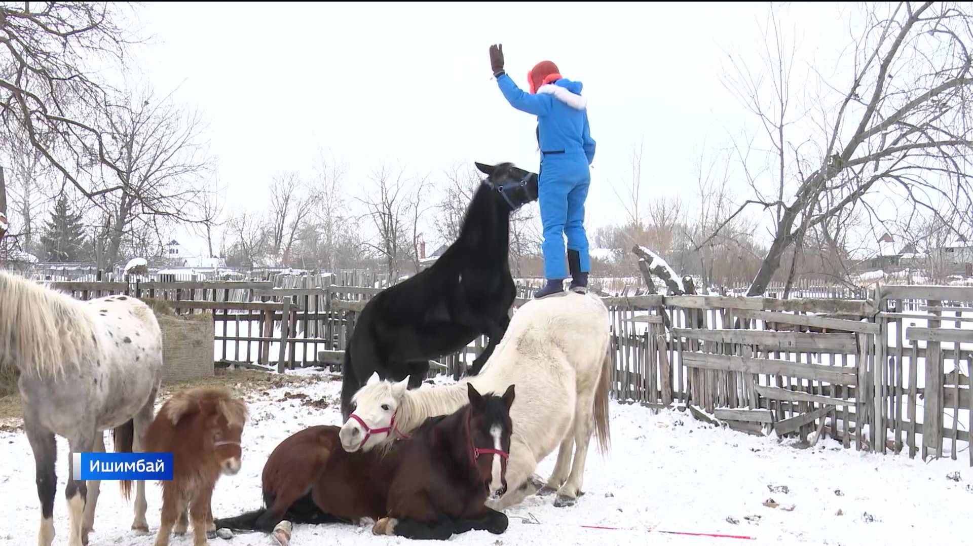 Дрессировщица лошадей Татьяна Носова из Башкортостана готовит со своими подопечными новую программу смотреть онлайн