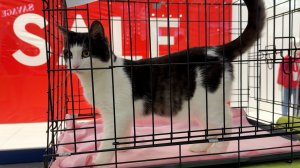 В Новый год – с новым другом