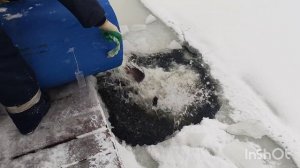 13.01.26. Зарыбление VIP зоны форелью.