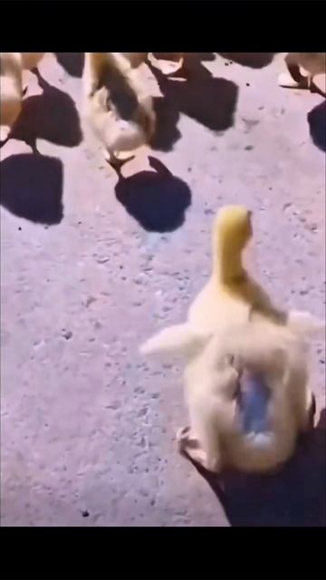 ну что солаги #юмор #приколы #прикол #топ смотреть онлайн