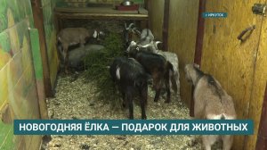 Иркутский зоопарк начал принимать новогодние ели