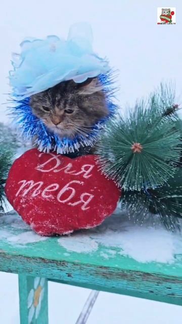 Всех со Старым Новым Годом ВСЕХ С НОВЫМ СЧАСТЬЕМ Здоровья Мира Добра 🌜🎄❤️☃️🌏