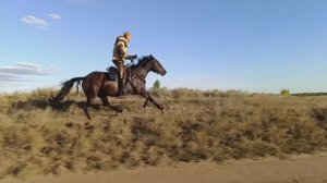 Лошади. Конь Габар .Къ.