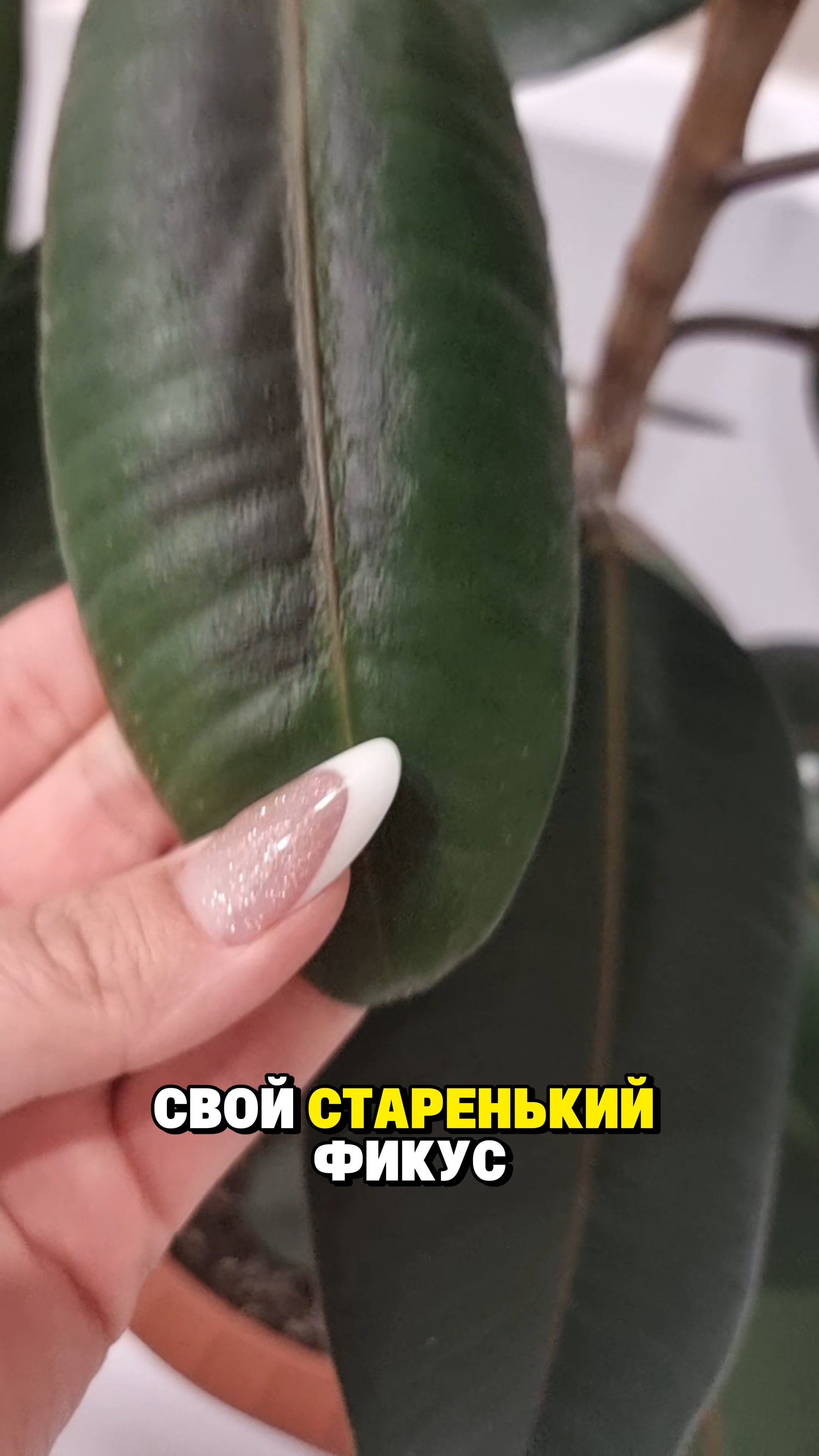 Фикус Эластика