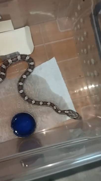 Кормление малыша маисового полоза №4. 12 января 2026 г. смотреть онлайн