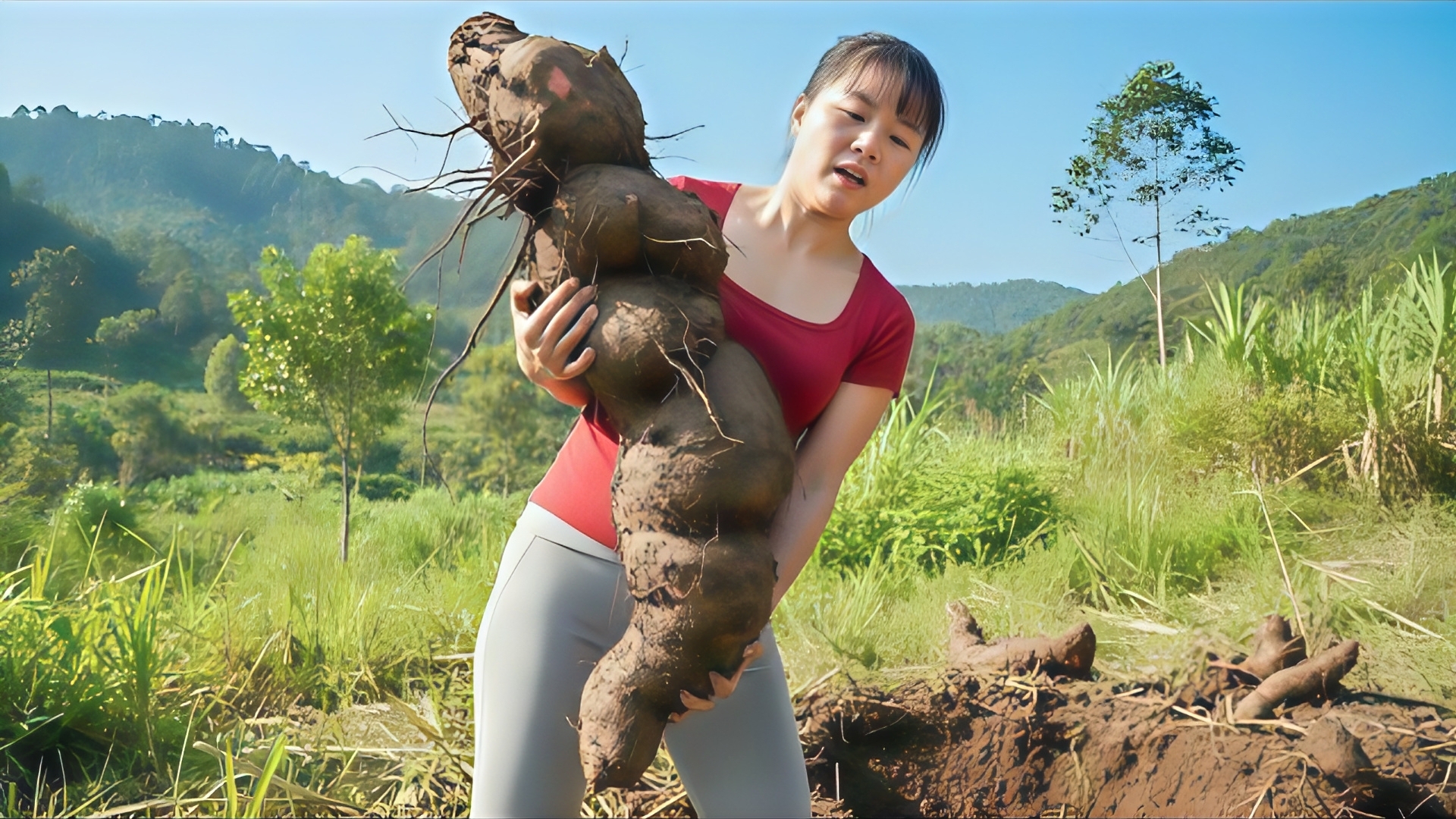 Сбор диких клубней таро под землей. Торговля овощами на сельском рынке. Фуонг. Вьетнам
