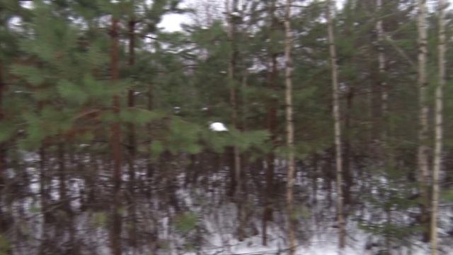 В Нижегородской области начался прием новогодних ёлок на переработку смотреть онлайн