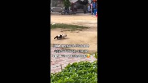 #смешныевидео -461