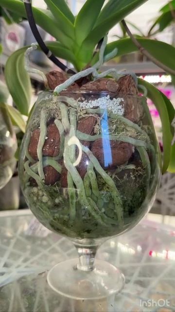 Всего 2 таблетки и корни гнить не будут , делитесь этим видео с друзьями !