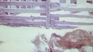 1988 год. Тюменская область. Бесхозяйственность