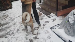 VLOG эх, сколько добра пропадает, жаль что не вяжу. Орхидеи остаток от завоза. Домашние Гамбургеры.