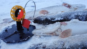 День щучьего безумия! Клевало на всё. Жерлицы и даже на вибы